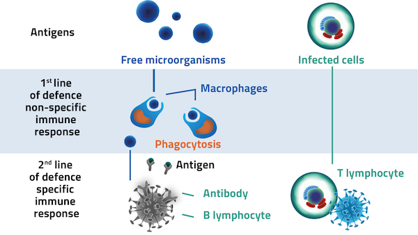 NASAFYTOL immune response schema